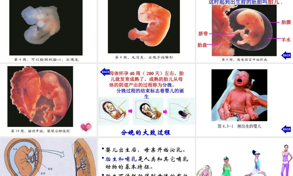 八年级生物上册 第一节 婴儿的诞生课件 济南版