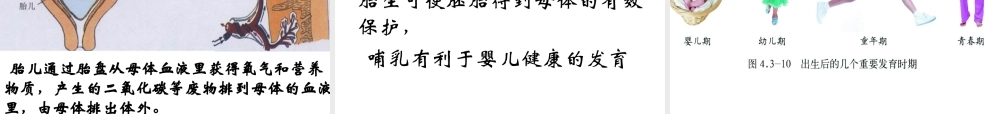 八年级生物上册 第一节 婴儿的诞生课件 济南版
