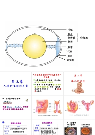 八年级生物上册 第一节 婴儿的诞生课件 济南版