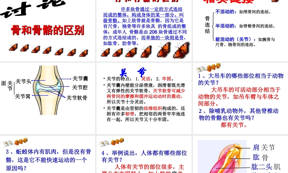 八年级生物上册 第一节动物的运动课件 人教新课标版