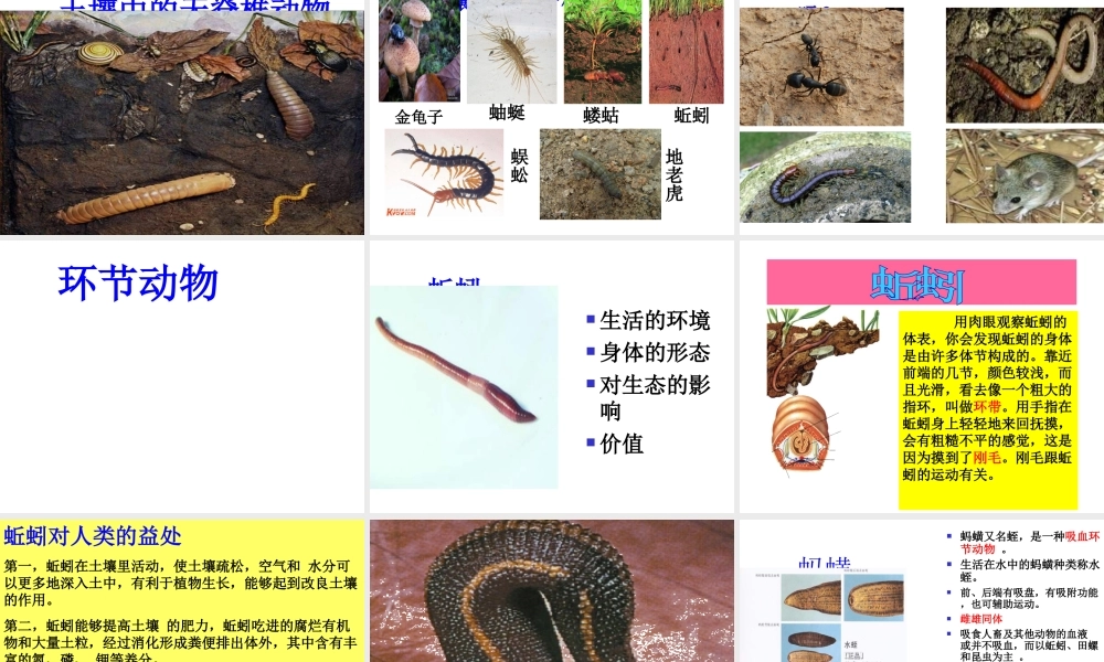 八年级生物上册 第5单元 第二节 千姿百态的动物世界课件 苏教版-苏教版初中八年级上册生物课件