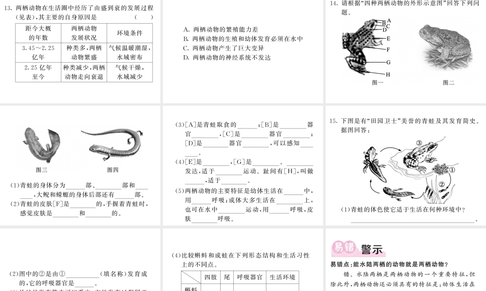 八年级生物上册 第五单元 第一章 第五节 两栖动物和爬行动物（第1课时 两栖动物）习题课件 （新版）新人教版-（新版）新人教级上册生物课件