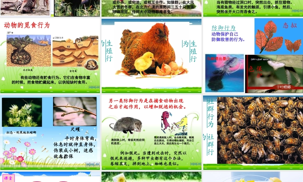 八年级生物上册 第一节动物行为的主要类型课件 苏教版