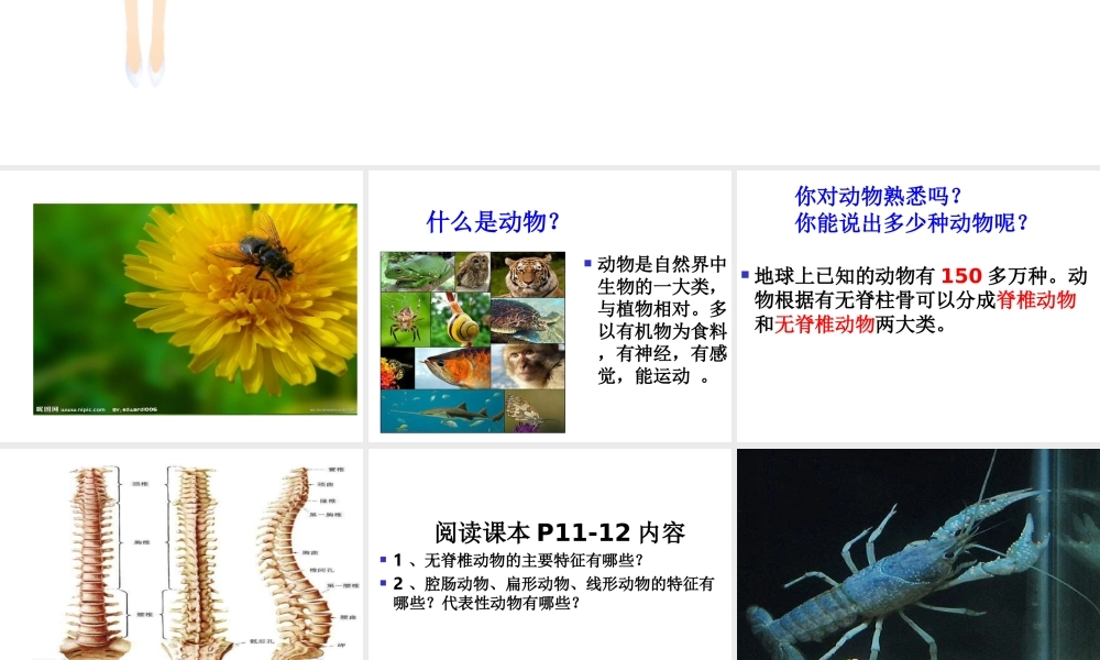 八年级生物上册 第5单元 第二节 千姿百态的动物世界课件 苏教版-苏教级上册生物课件