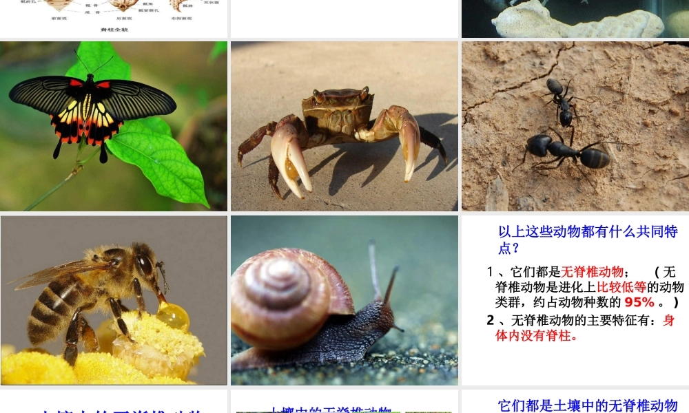 八年级生物上册 第5单元 第二节 千姿百态的动物世界课件 苏教版-苏教级上册生物课件