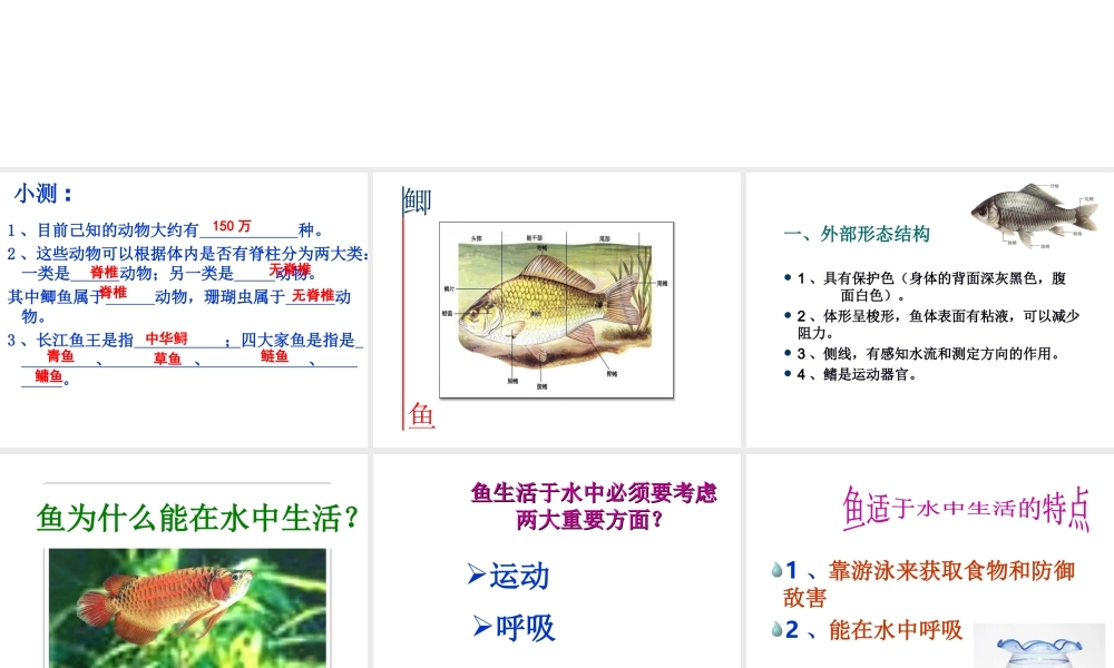八年级生物上册 第一节水中生活的动物课件 人教新课标版