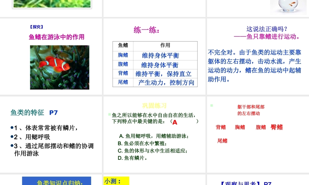 八年级生物上册 第一节水中生活的动物课件 人教新课标版