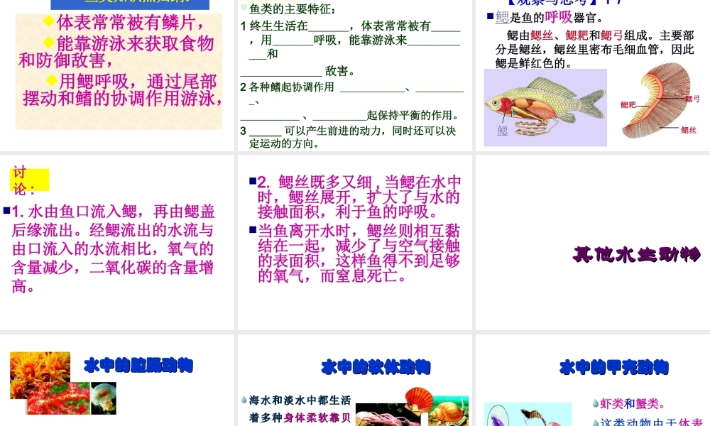 八年级生物上册 第一节水中生活的动物课件 人教新课标版