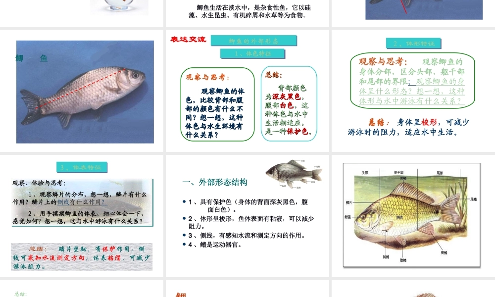 八年级生物上册 第一节水中生活的生物 课件 人教新课标版