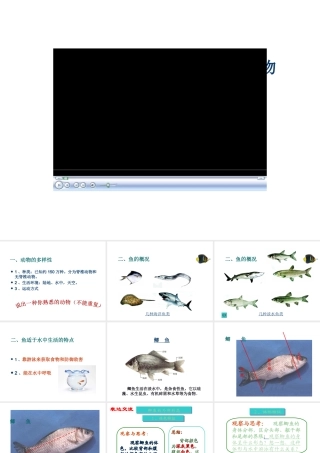 八年级生物上册 第一节水中生活的生物 课件 人教新课标版