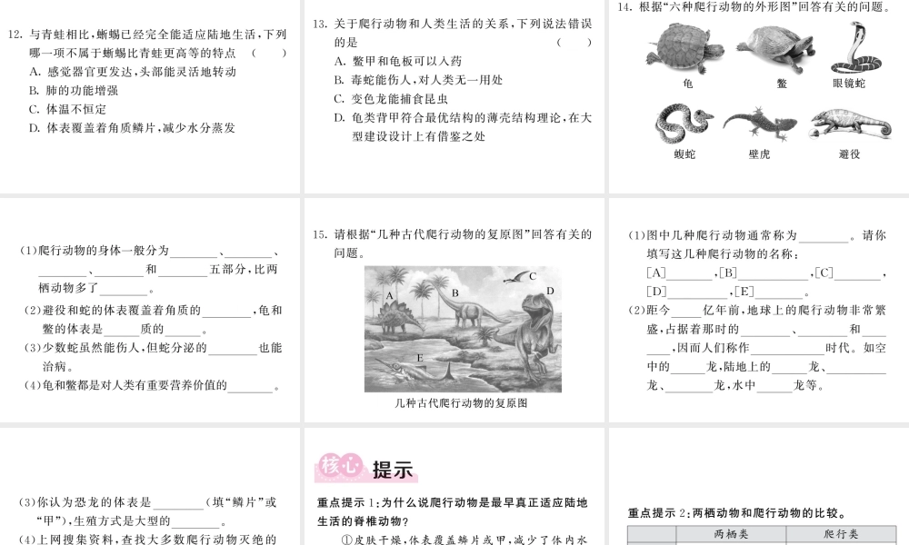 八年级生物上册 第五单元 第一章 第五节 两栖动物和爬行动物（第2课时 爬行动物）习题课件 （新版）新人教版-（新版）新人教级上册生物课件