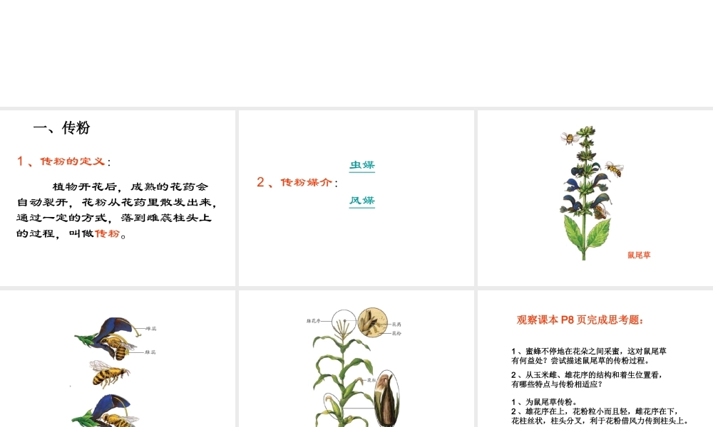 八年级生物上册 第一章 第二节 传粉和受精课件 济南版