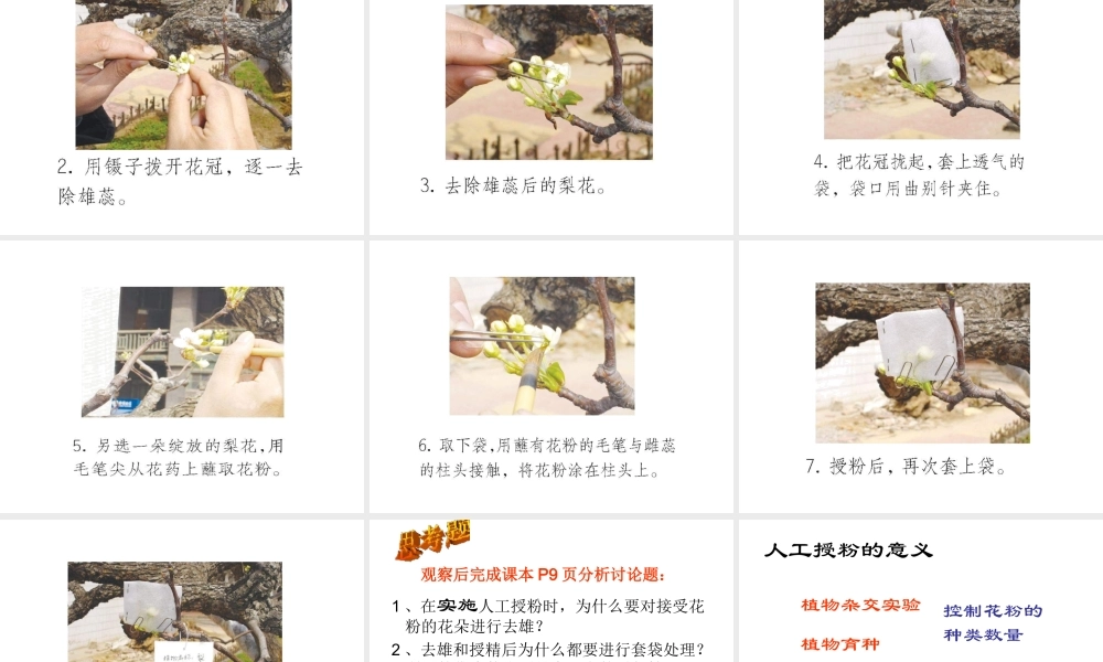 八年级生物上册 第一章 第二节 传粉和受精课件 济南版