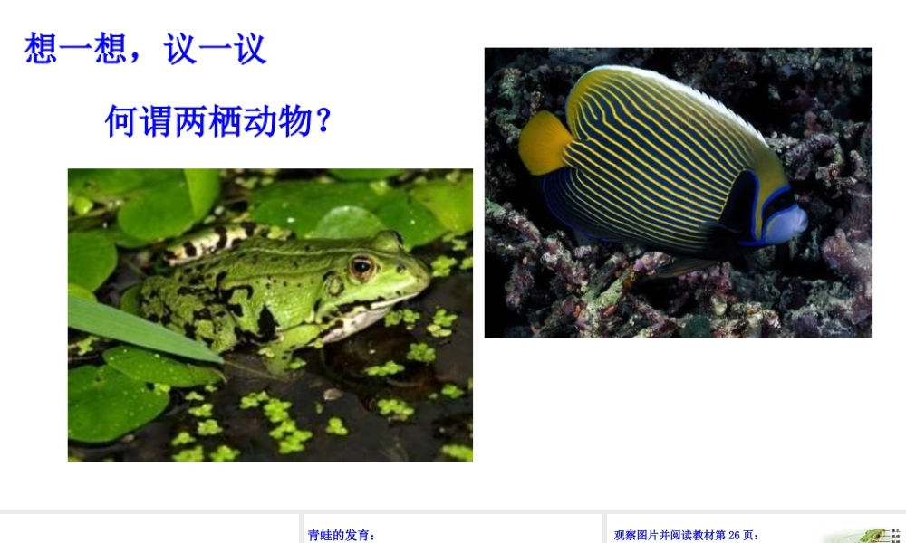 八年级生物上册 第五单元 第一章 第五节 两栖动物和爬行动物《两栖动物》课件 （新版）新人教版-（新版）新人教版初中八年级上册生物课件