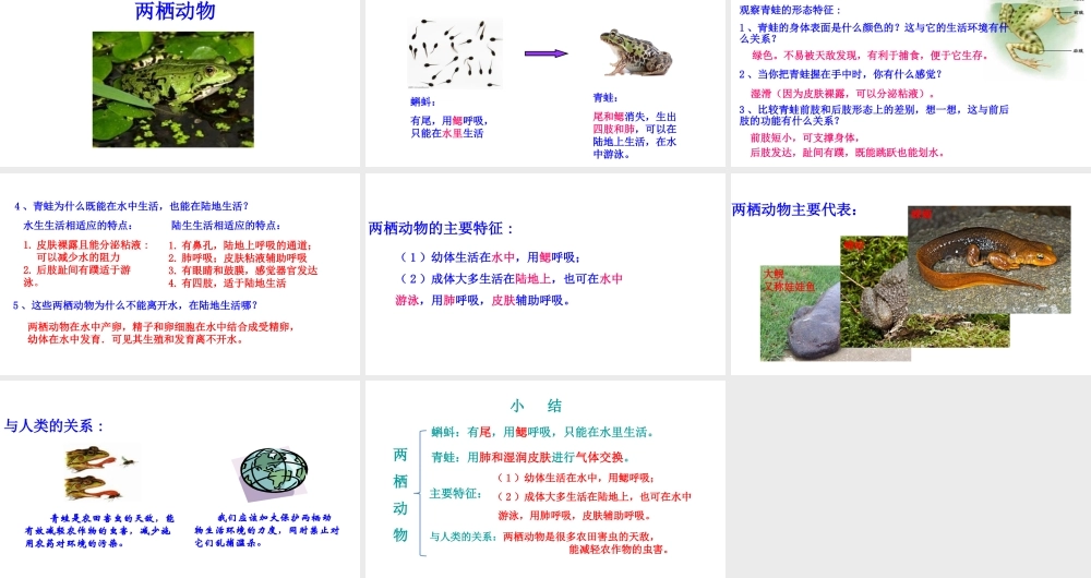 八年级生物上册 第五单元 第一章 第五节 两栖动物和爬行动物《两栖动物》课件 （新版）新人教版-（新版）新人教版初中八年级上册生物课件
