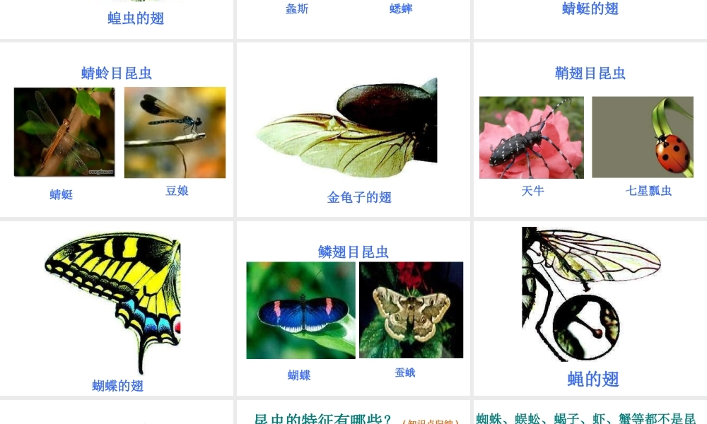 八年级生物上册 第5单元第1章 第三节空中飞行的动物第二课时课件 人教新课标版