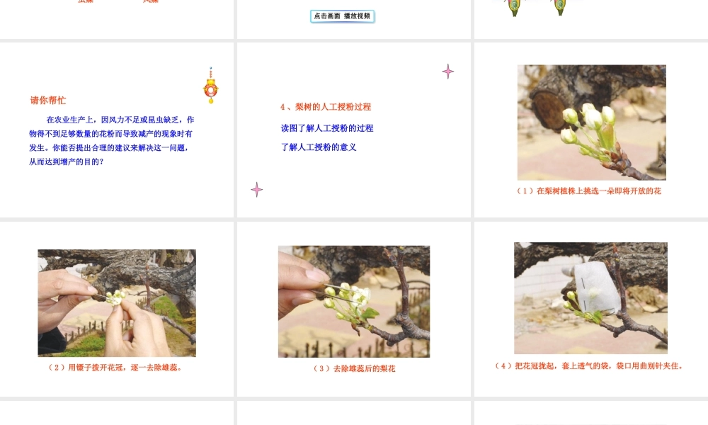 八年级生物上册 第一章 第二节 传粉与受精课件 济南版