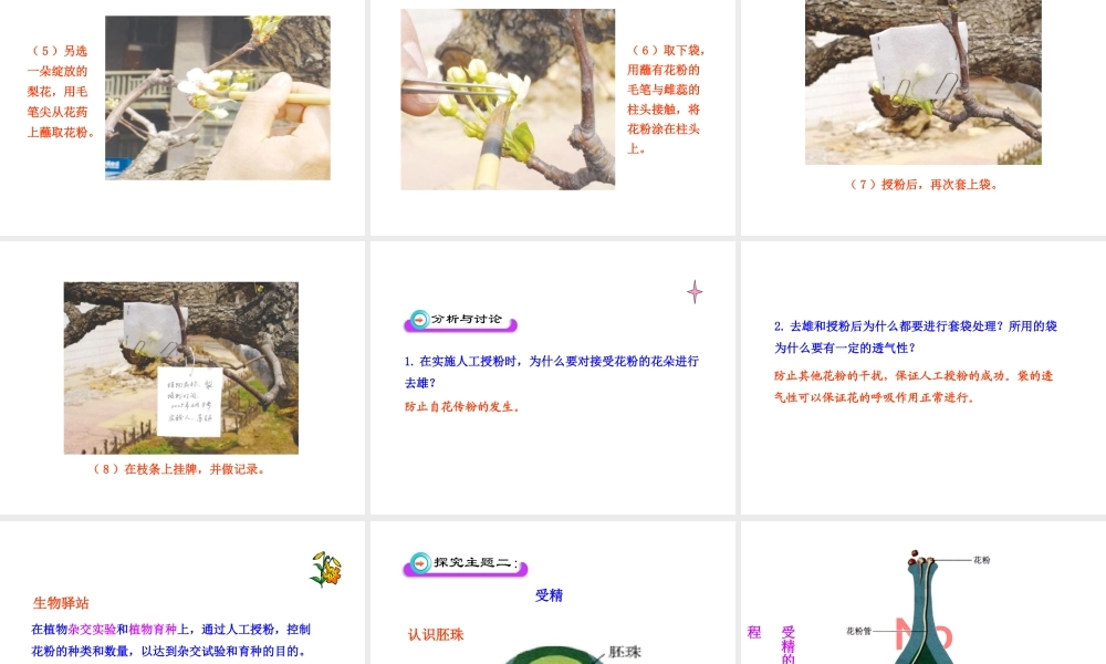 八年级生物上册 第一章 第二节 传粉与受精课件 济南版