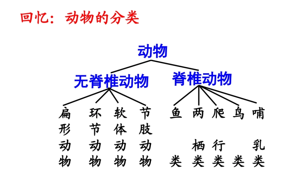 八年级生物上册 第一章 第二节 从种到界课件 （新版）新人教版