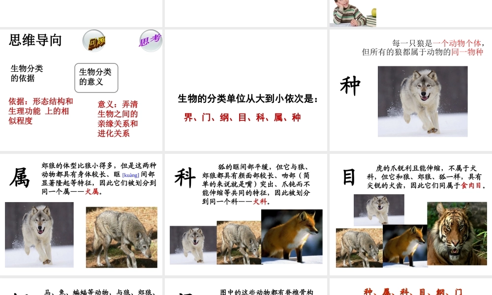 八年级生物上册 第一章 第二节 从种到界课件 （新版）新人教版