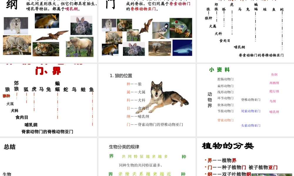 八年级生物上册 第一章 第二节 从种到界课件 （新版）新人教版