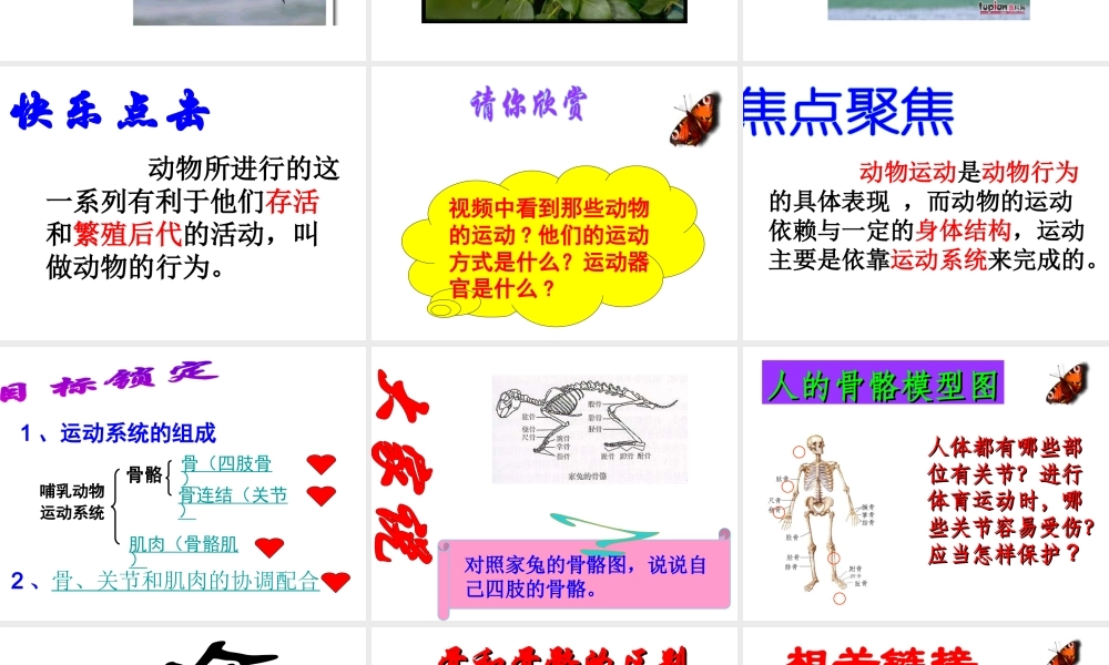 八年级生物上册 第5单元第2章第1节动物的运动课件 人教新课标版