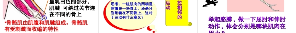 八年级生物上册 第5单元第2章第1节动物的运动课件 人教新课标版