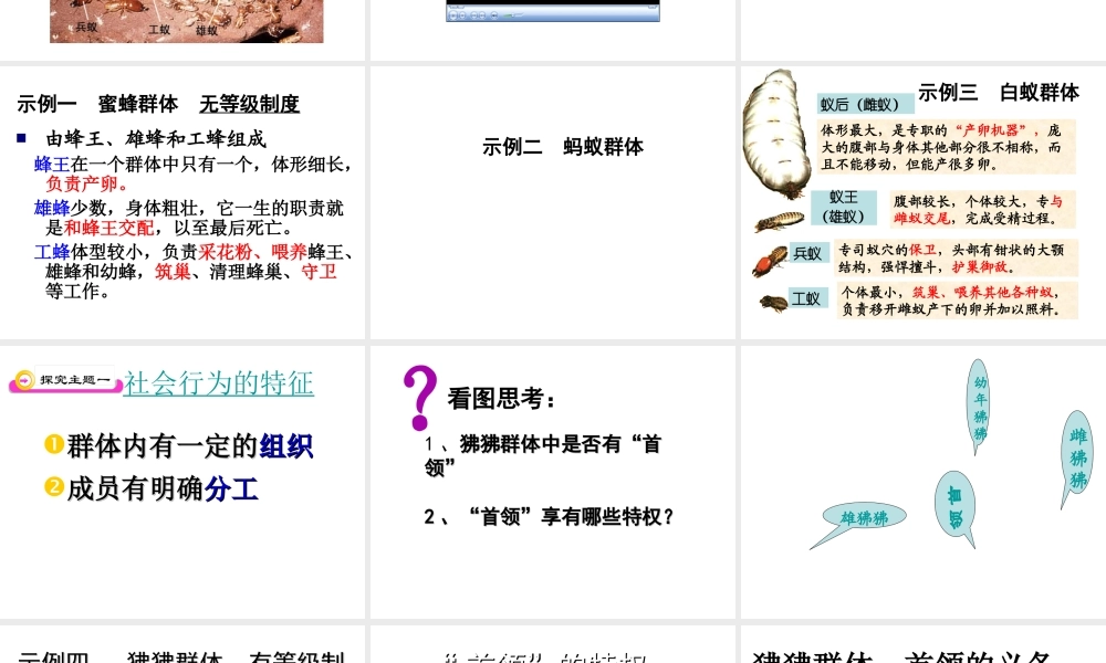 八年级生物上册 第5单元第2章第三节社会行为课件 人教新课标版