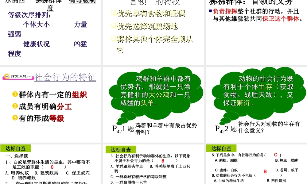 八年级生物上册 第5单元第2章第三节社会行为课件 人教新课标版