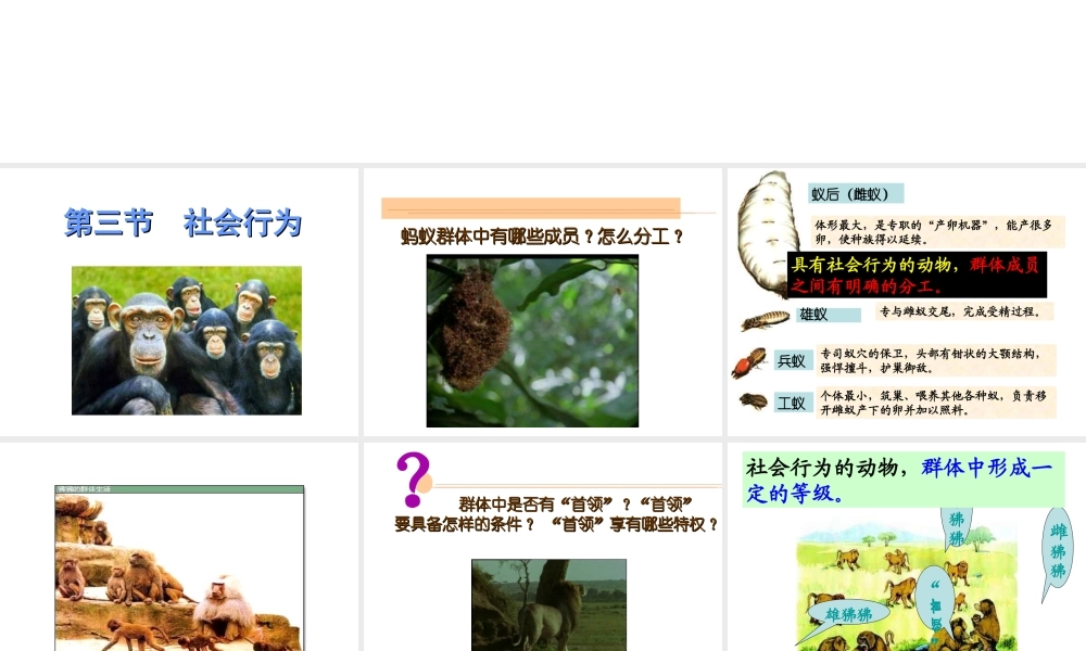 八年级生物上册 第5单元第3节社会行为课件 人教新课标版