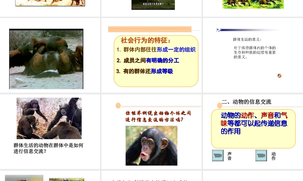 八年级生物上册 第5单元第3节社会行为课件 人教新课标版