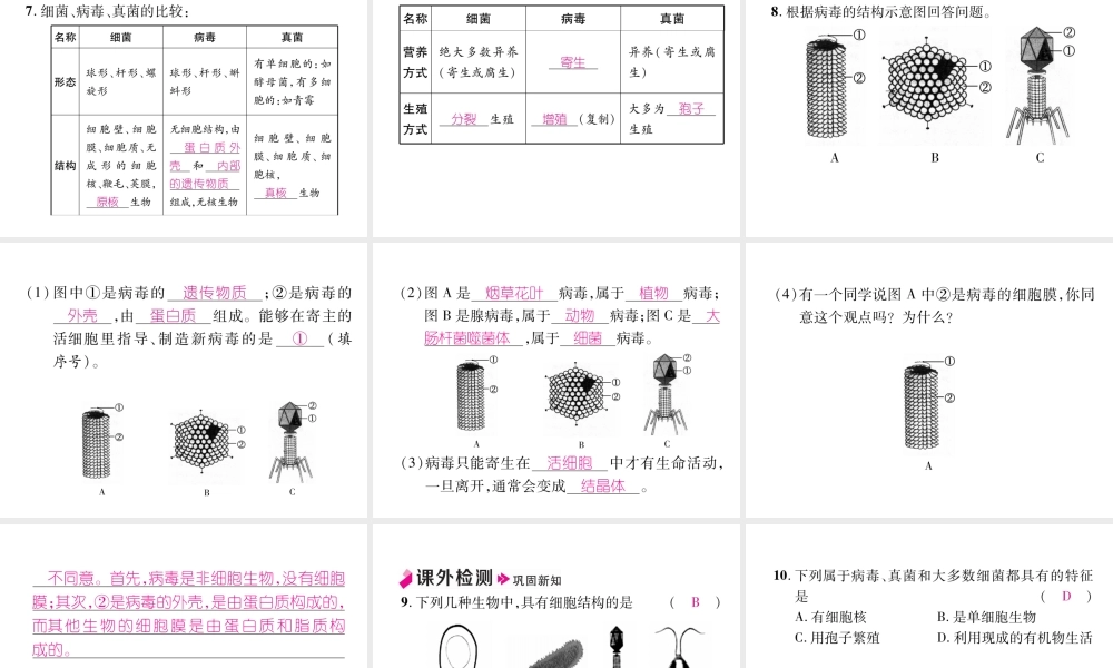 八年级生物上册 第5章 病毒作业课件 （新版）新人教版-（新版）新人教版初中八年级上册生物课件