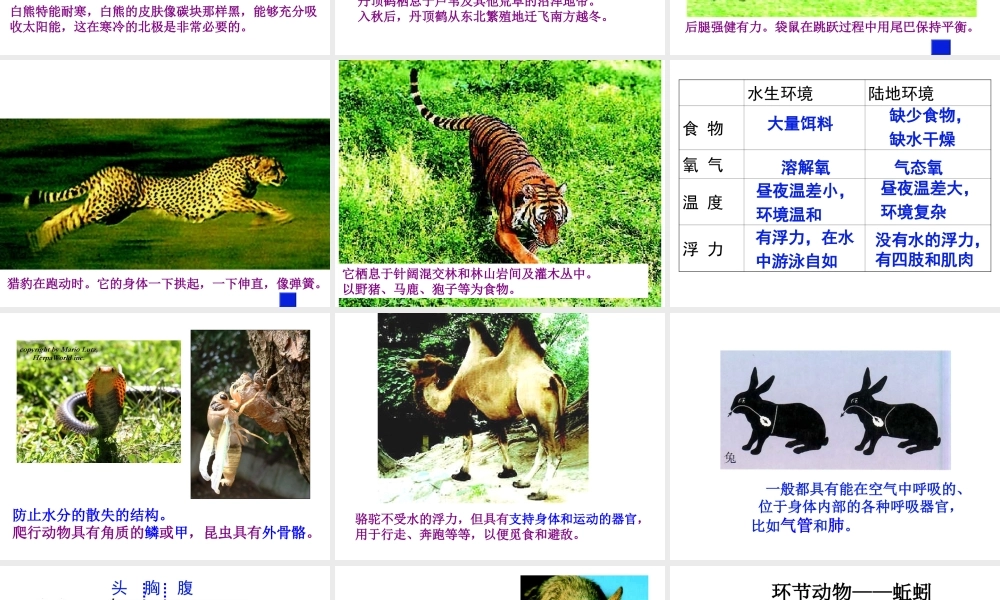 八年级生物上册 第一章 第二节《陆地生活的动物》课件 新人教版