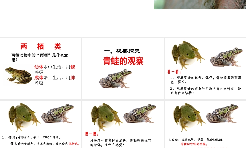 八年级生物上册 第五单元 第一章 第五节 两栖动物和爬行动物课件 （新版）新人教版-（新版）新人教级上册生物课件