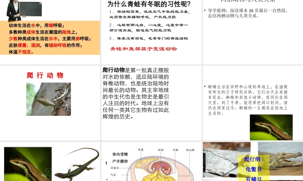 八年级生物上册 第五单元 第一章 第五节 两栖动物和爬行动物课件 （新版）新人教版-（新版）新人教级上册生物课件