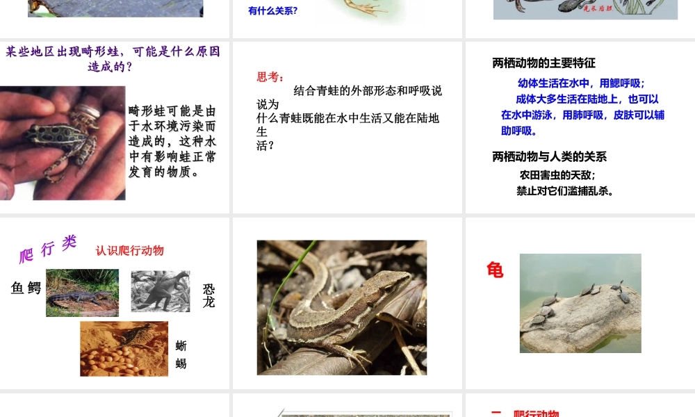 八年级生物上册 第五单元 第一章 第五节 两栖动物和爬行动物课件1 （新版）新人教版-（新版）新人教版初中八年级上册生物课件