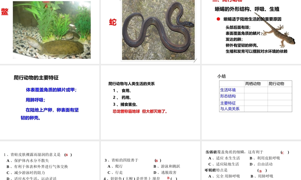 八年级生物上册 第五单元 第一章 第五节 两栖动物和爬行动物课件1 （新版）新人教版-（新版）新人教版初中八年级上册生物课件