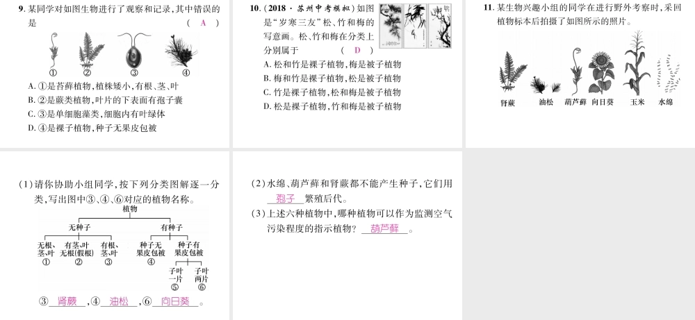 八年级生物上册 第6单元 第1章 第1节 尝试对生物进行分类（第1课时 植物的分类）练习课件 （新版）新人教版-（新版）新人教版初中八年级上册生物课件