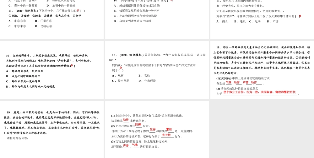 八年级生物上册 第五单元 生物圈中的其他生物 第二章 动物的运动和行为第三节 社会行为作业课件 （新版）新人教版-（新版）新人教版初中八年级上册生物课件