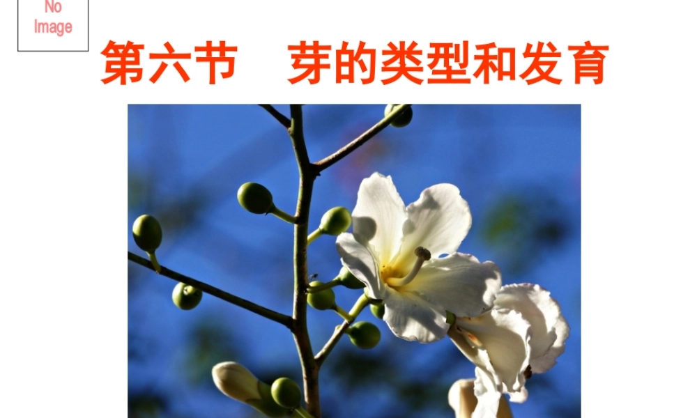 八年级生物上册 第一章 第六节 芽的类型和发育课件 济南版