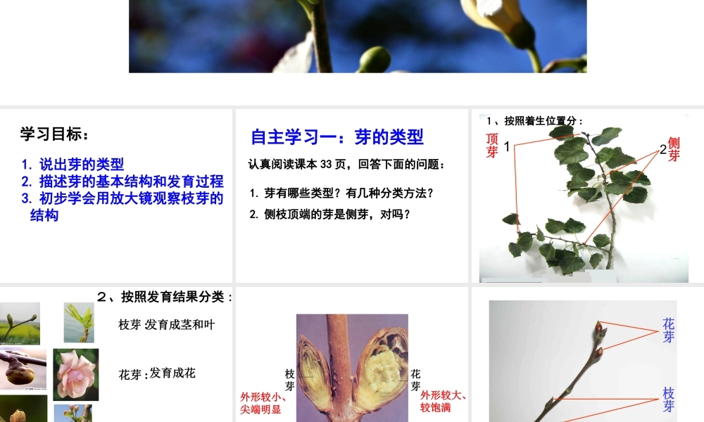 八年级生物上册 第一章 第六节 芽的类型和发育课件 济南版