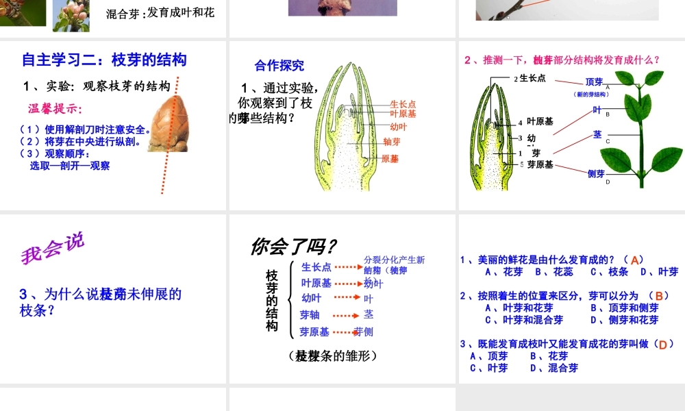 八年级生物上册 第一章 第六节 芽的类型和发育课件 济南版