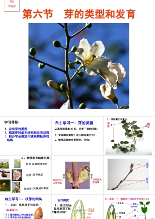 八年级生物上册 第一章 第六节 芽的类型和发育课件 济南版