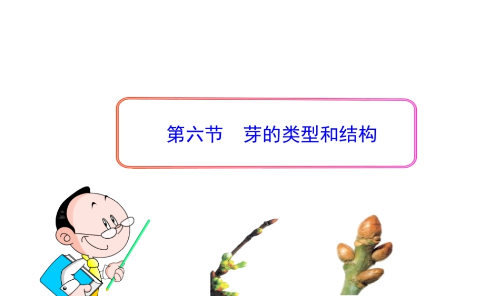 八年级生物上册 第一章 第六节 芽的类型和结构课件 济南版