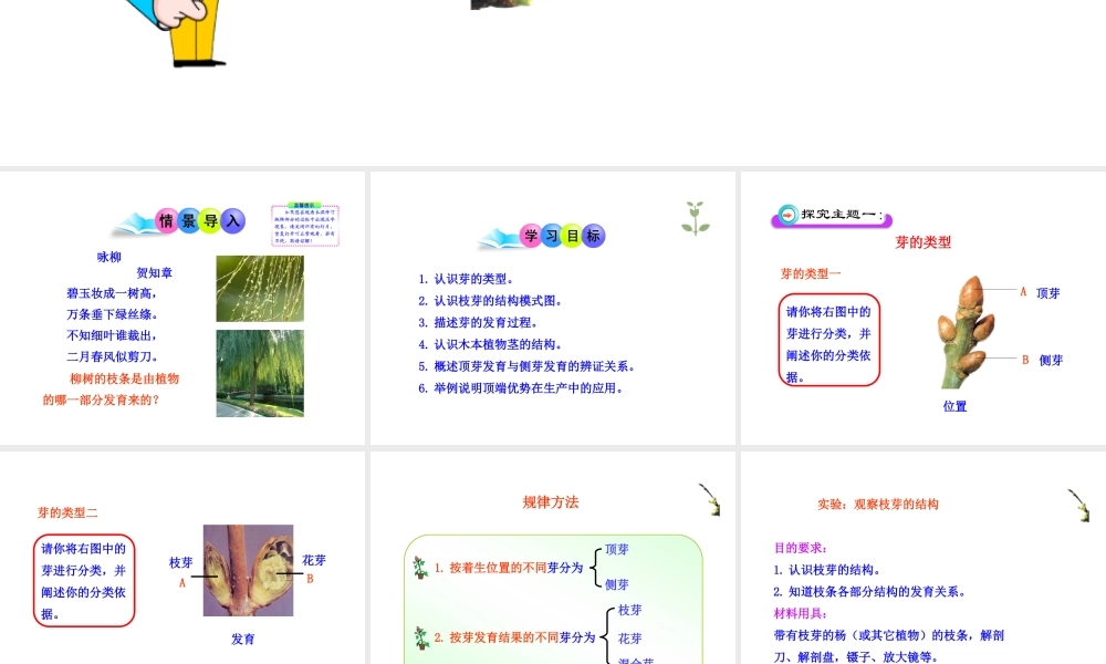 八年级生物上册 第一章 第六节 芽的类型和结构课件 济南版