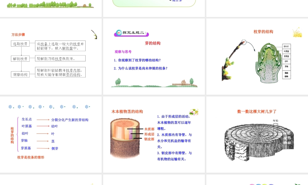 八年级生物上册 第一章 第六节 芽的类型和结构课件 济南版