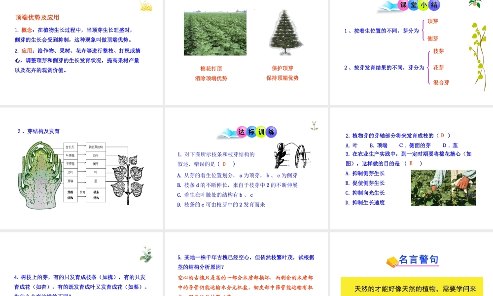 八年级生物上册 第一章 第六节 芽的类型和结构课件 济南版