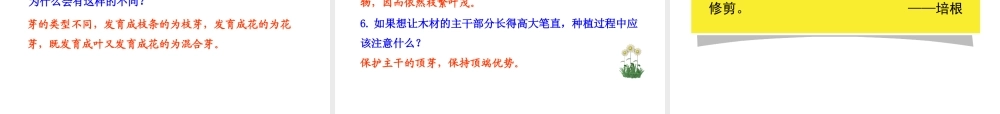 八年级生物上册 第一章 第六节 芽的类型和结构课件 济南版