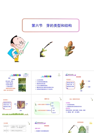 八年级生物上册 第一章 第六节 芽的类型和结构课件 济南版