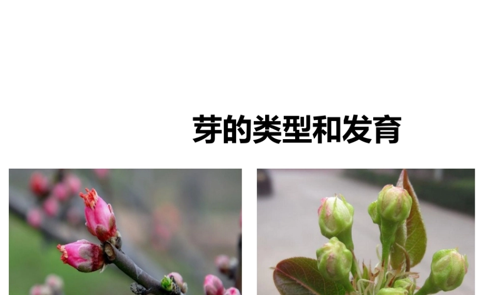 八年级生物上册 第一章 第六节《芽的类型和发育》课件 （新版）济南版